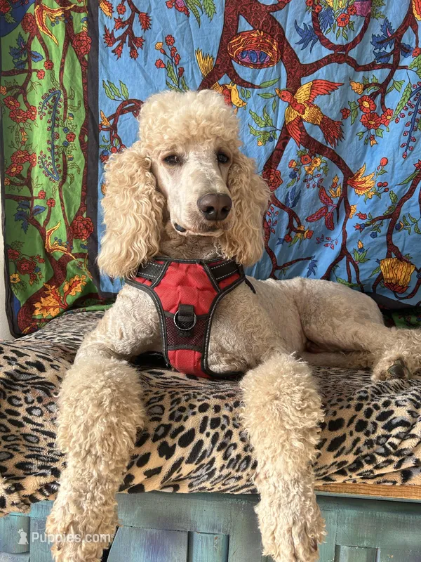 Nicky, a male Poodle - Standard  for sale in San Antonio, TX – Photo 1 of 6