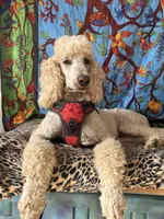 Nicky, a male Poodle - Standard  for sale in San Antonio, TX – Photo 1 of 6