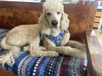Nicky, a male Poodle - Standard  for sale in San Antonio, TX – Photo 6 of 6