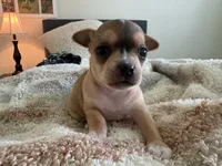 Luna, a female Chihuahua for sale in Dallas, TX – 4 of 10