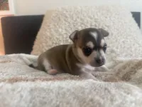 Phoenix, a male Chihuahua for sale in Dallas, TX – 4 of 10
