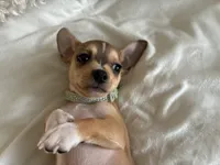 Rune, a male Chihuahua for sale in Austin, TX – 7 of 9