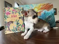 Phoenix, a male Chihuahua for sale in Fort Worth, TX – 3 of 10
