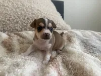 Katia, a female Chihuahua for sale in Dallas, TX – 3 of 8