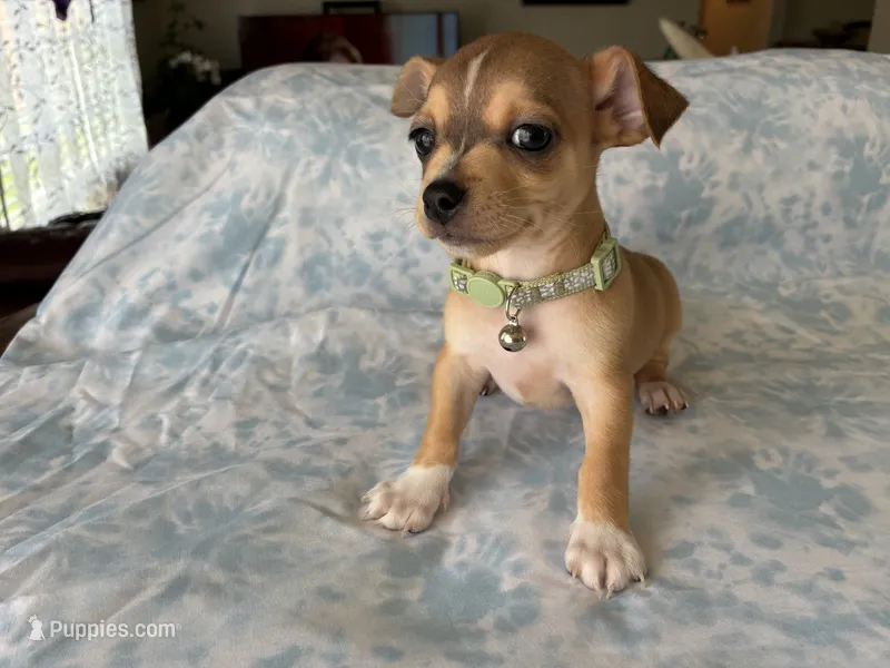 Rune – Chihuahua puppy for sale in Dallas, TX