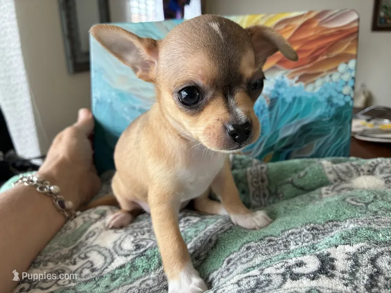 Luna – Chihuahua puppy for sale in Dallas, TX