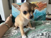 Luna, a female Chihuahua for sale in Dallas, TX – 1 of 8