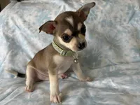Phoenix, a male Chihuahua for sale in Fort Worth, TX – 8 of 10