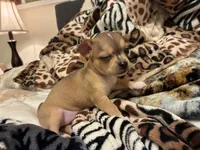 Luna, a female Chihuahua for sale in Dallas, TX – 9 of 10