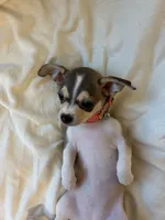 Katia, a female Chihuahua for sale in San Antonio, TX – 7 of 9