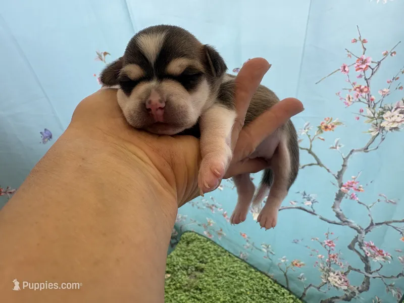 Phoenix – Chihuahua puppy for sale in Houston, TX