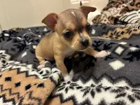 Luna, a female Chihuahua for sale in Dallas, TX – 2 of 10