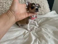 Katia, a female Chihuahua for sale in Austin, TX – 5 of 8