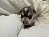 Katia, a female Chihuahua for sale in Houston, TX – 9 of 9