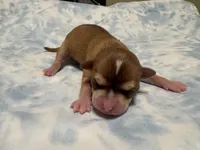 Luna, a female Chihuahua for sale in San Antonio, TX – 3 of 3