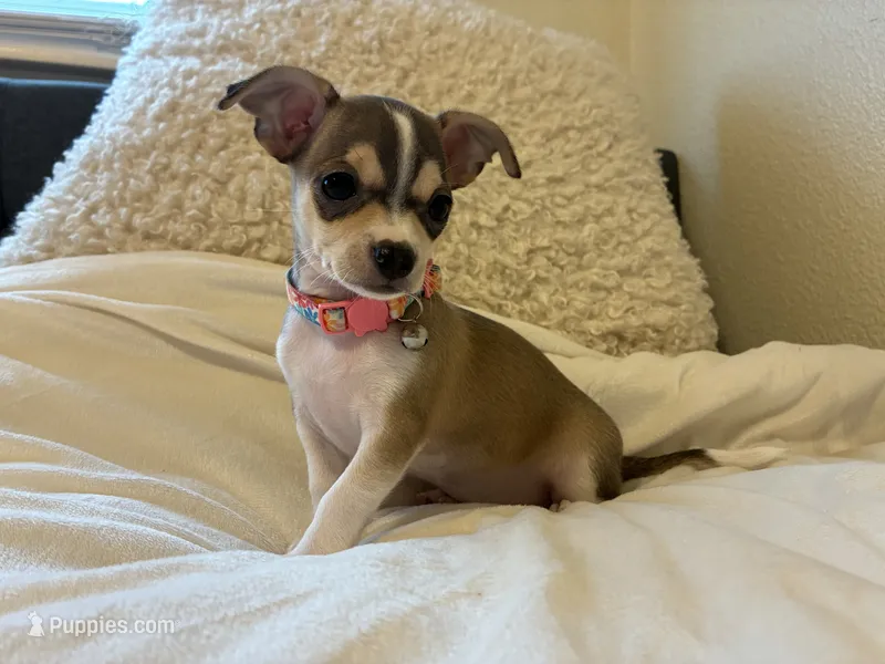 Katia – Chihuahua puppy for sale in Austin, TX