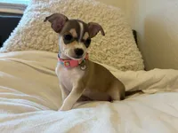 Katia, a female Chihuahua for sale in San Antonio, TX – 1 of 9