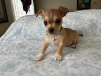 Rune, a male Chihuahua for sale in Austin, TX – 3 of 9