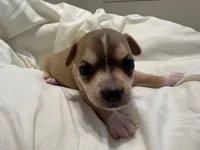 Katia, a female Chihuahua for sale in Houston, TX – 6 of 9