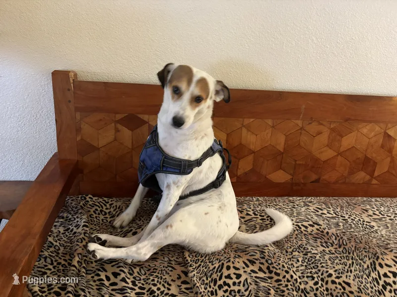 Lucky – Fox Terrier, Pointer puppy for sale in Austin, TX