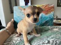 Luna, a female Chihuahua for sale in Dallas, TX – 4 of 8