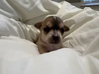 Luna, a female Chihuahua for sale in Houston, TX – 4 of 7