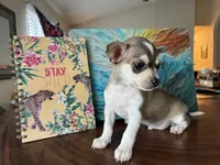 Katia, a female Chihuahua for sale in Fort Worth, TX – 11 of 11