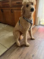 Honeybun, a male Poodle - Standard  for sale in Austin, TX – 2 of 3