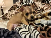 Luna, a female Chihuahua for sale in Dallas, TX – 8 of 10