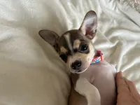 Katia, a female Chihuahua for sale in Austin, TX – 1 of 8