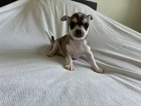 Phoenix, a male Chihuahua for sale in Dallas, TX – 10 of 10