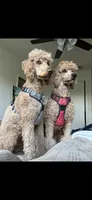 Honeybun, a male Poodle - Standard  for sale in Austin, TX – 9 of 9