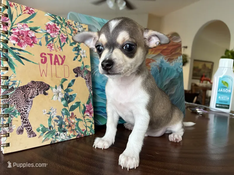 Katia – Chihuahua puppy for sale in Austin, TX