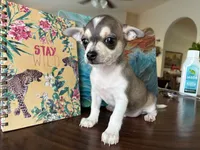 Katia, a female Chihuahua for sale in Fort Worth, TX – 9 of 11