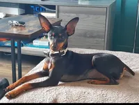 Penny Davis, a female Miniature Pinscher for sale in Bowie, MD – Photo 2 of 4