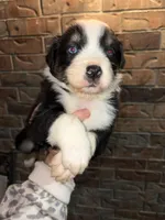 Woodrow , a male Australian Shepherd for sale in Springfield, MO – Photo 1 of 5