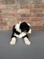 Woodrow , a male Australian Shepherd for sale in Springfield, MO – Photo 4 of 5