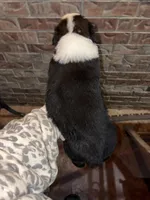 Woodrow , a male Australian Shepherd for sale in Springfield, MO – Photo 2 of 5