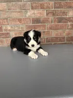 Woodrow , a male Australian Shepherd for sale in Springfield, MO – Photo 5 of 5