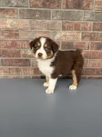 Johnny , a male Australian Shepherd for sale in Springfield, MO – Photo 4 of 4