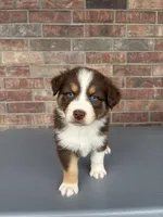 Johnny , a male Australian Shepherd for sale in Springfield, MO – Photo 3 of 4