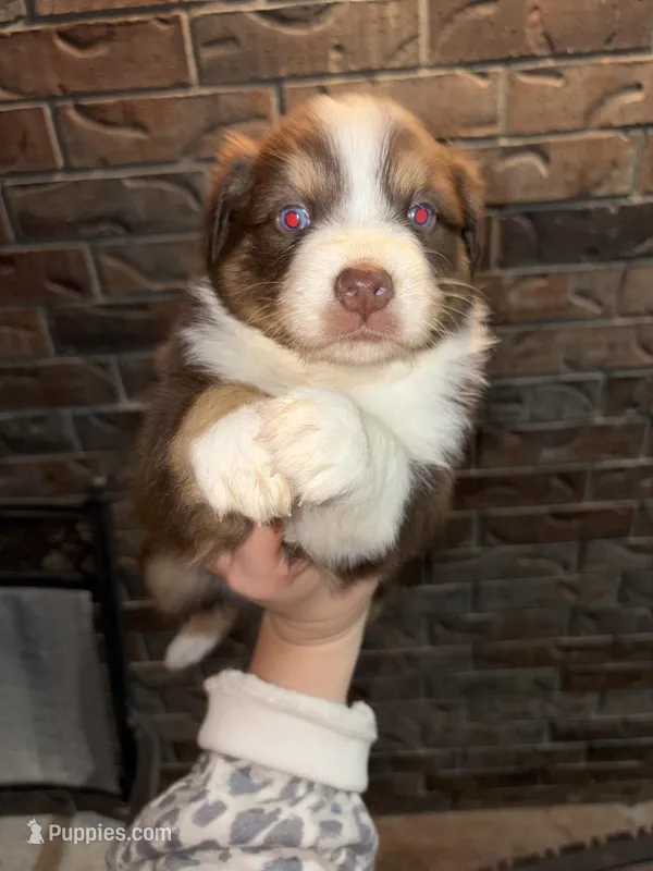Johnny  – Australian Shepherd puppy for sale in Springfield, MO