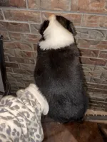 Waylon, a male Australian Shepherd for sale in Springfield, MO – Photo 2 of 4