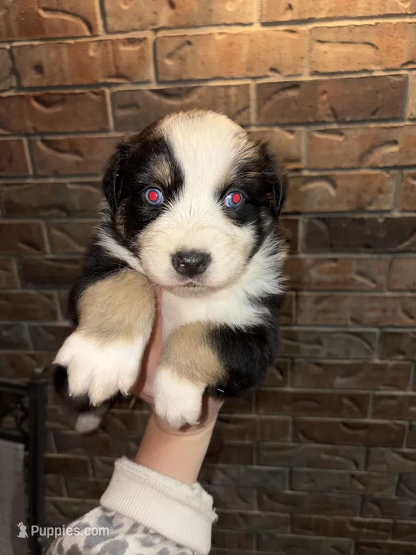 Waylon – Australian Shepherd puppy for sale in Springfield, MO