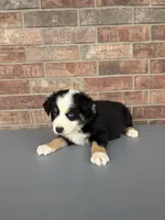 Waylon, a male Australian Shepherd for sale in Springfield, MO – Photo 4 of 4