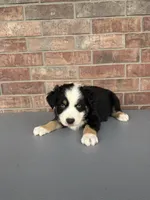 Waylon, a male Australian Shepherd for sale in Springfield, MO – Photo 3 of 4