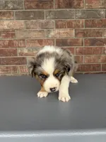 Gus, a male Australian Shepherd for sale in Springfield, MO – Photo 1 of 3