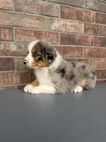 Gus, a male Australian Shepherd for sale in Springfield, MO – Photo 3 of 3