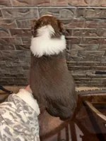 Jackson, a male Australian Shepherd for sale in Springfield, MO – Photo 2 of 4