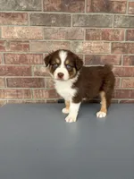 Jackson, a male Australian Shepherd for sale in Springfield, MO – Photo 4 of 4
